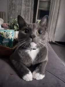 Monday last chance to vote for pets